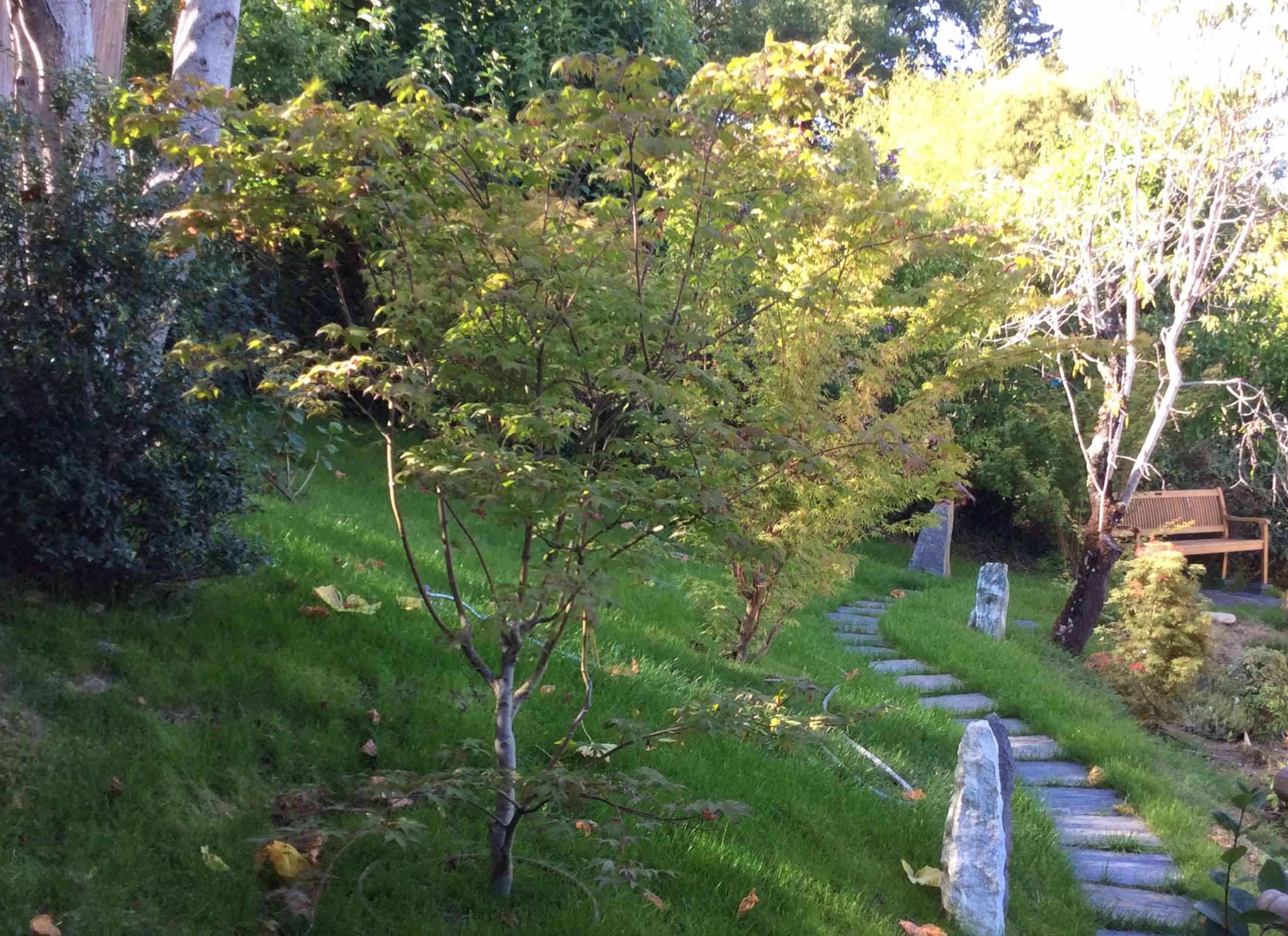 paysagiste toulouse, jardin japonais, architecte paysagiste